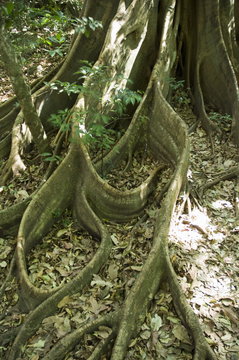 Rincon de la Vieja National Park at foot of Rincon Volcano,  Gaunacaste