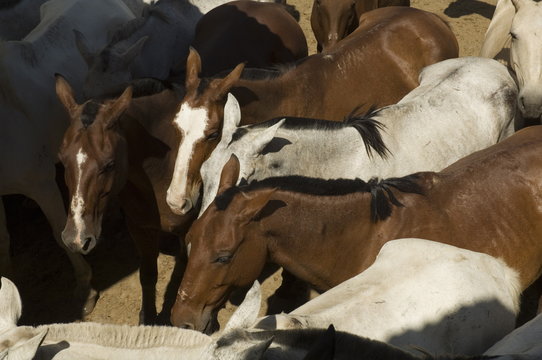 Horses, Hacienda Gauachipelin,near Rincon de la Vieja National Park, Gaunacaste