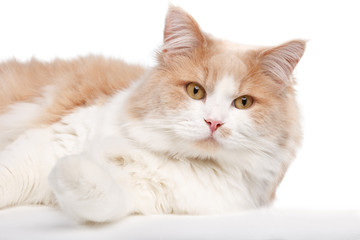 Ginger White Cat isolated over white background.