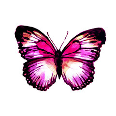 butterflies design