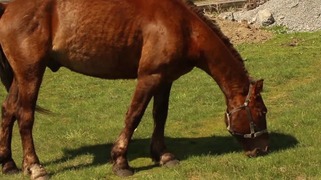 red horse walking in a pasture