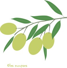 Oliva europaea branch with green fruit and leafs on white, object isolation, vector
