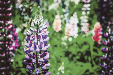 Fototapeta premium Purple And Pink Snapdragon Flowers In Spring