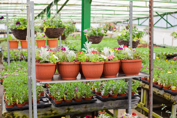 Fototapeta na wymiar Garden centre background, selective focus on the plants in the big pots in the front