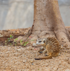 Meerkat