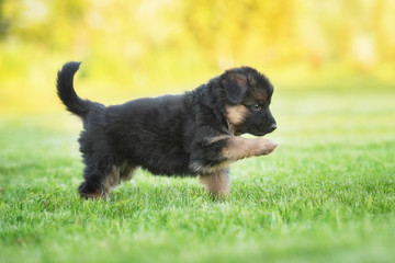 Funny german shepherd puppy playing in the yard