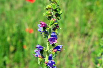 Blooming blue bugleweeds Ajuga in the summer meadow