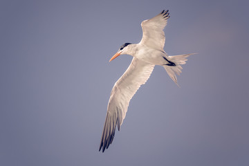 Obraz premium Gull
