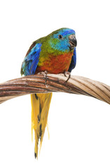 Turquoise parrot in studio