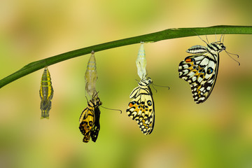 Transformation of Lime Butterfly