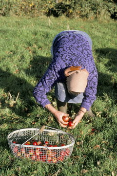 Woman gathering apples, Auge region, Normandy, France