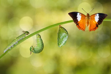 Crédence de cuisine en verre imprimé Papillon Cycle de vie du papillon Tawny Rajah