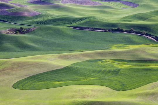 Spring in the Palouse, from Steptoe Butte, Washington State