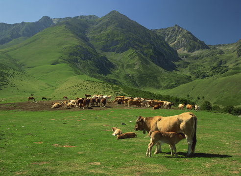 Cattle below mountain slopes near Arreau in the Pyrenees, Midi-Pyrenees, France