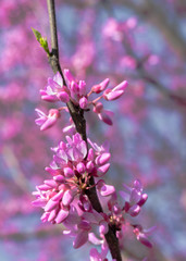 National Cherry Blossom Festival