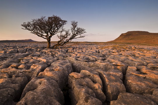 Tree growing through the limestone of White Scars at sunset, Ingleton, Yorkshire Dales National Park