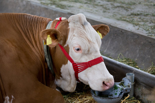 Simmental cow with drinking bowl