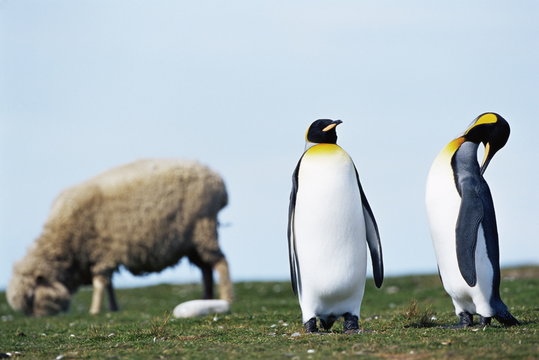 King penguins (Aptenodytes patagonicus) sharing their territory with a sheep, Volunteer Point, East Falkland, Falkland Islands, South Atlantic