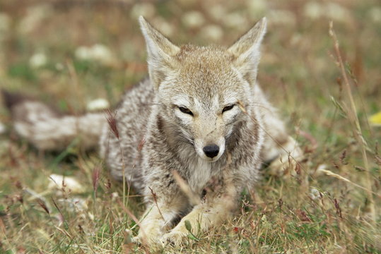 Patagonian grey fox (Dusicyon griseus griseus), Torres del Paine National Park, Patagonia, Chile
