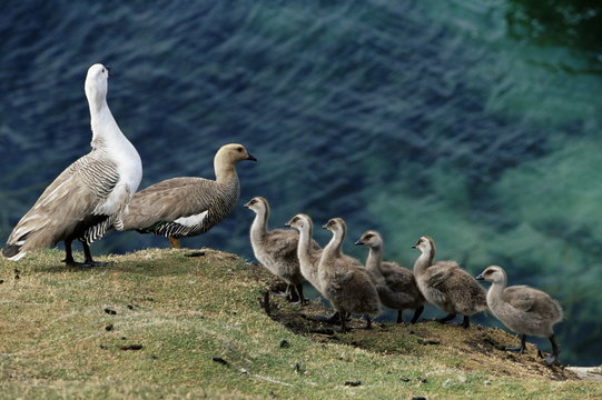 Greater upland goose (Chloephaga poliocephala) family, Saunders Island, Falkland Islands, South Atlantic