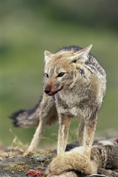 Patagonian grey fox (Dusicyon griseus griseus) defending his killed prey, Torres del Paine National Park, Patagonia, Chile