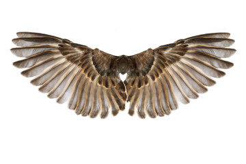 bird wings isolated on white