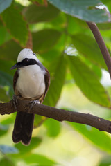 Obraz premium White-crested Laughingthrush