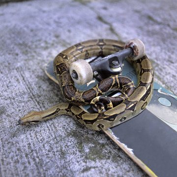 Detail of a snake on a skateboard