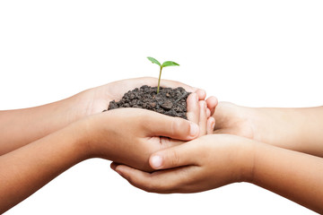  child hands holding soil with sprout