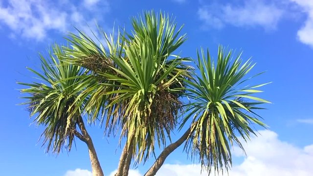 Slow motion of Cabbage palm tree plant (Cordyline australis) wave in the wind background