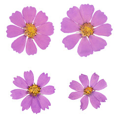 Head pressed dried flowers isolated
