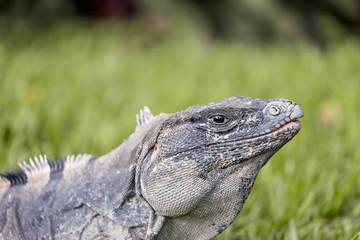 Iguana