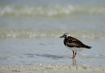 ruddy turnstone