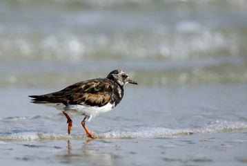 ruddy turnstone