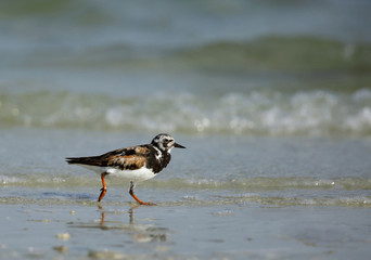 ruddy turnstone