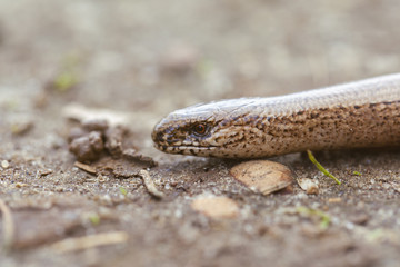 Blindschleiche - Anguis fragilis in einer Makroaufnahme