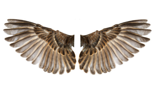 bird wings isolated on white