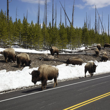A herd of bison grazing near the side of a road in Yellowstone National Park, Wyoming