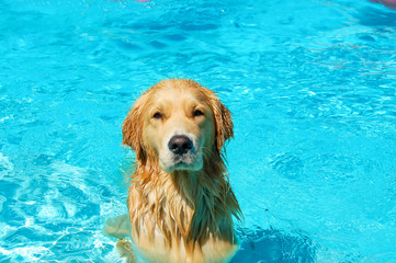 Dog in the pool