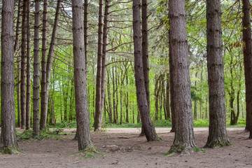 Pine forest background, Abbot's Wood, East Sussex, England