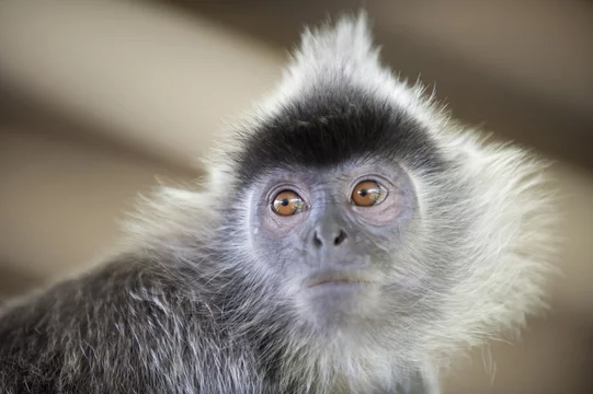 Silver Leaf Langur monkey, Labuk Bay Proboscis Monkey Sanctuary, Sabah, Borneo, Malaysia