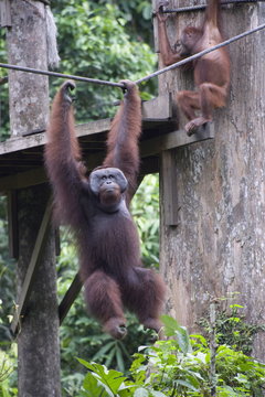 Cid, a wild Orang Utan at Sepilok Orang Utan Rehabilitation Centre, Borneo, Malaysia