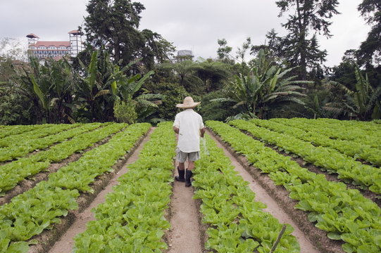 Gardener in a cabbage patch, Cameron Highlands, Perak state, Malaysia