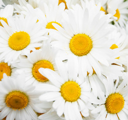 Obraz premium beautiful daisy flowers close up