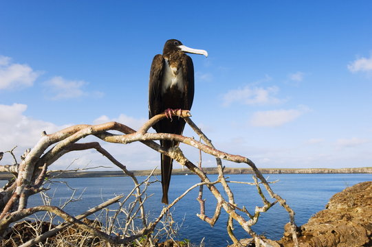 Great frigate bird (Frigata minor), Isla Genovesa, Galapagos Islands, Ecuador