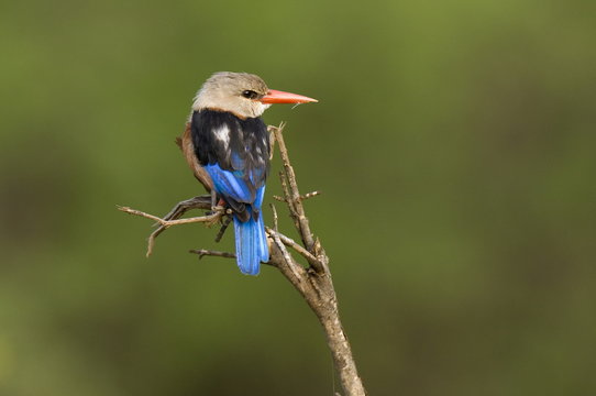 Brown-hooded kingfisher, Meru National Park, Kenya