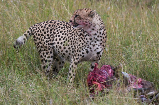 Cheetah (Acinonyx jubatus) eating wildebeest kill, Masai Mara National Reserve, Kenya