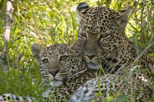 Leopards (Panthera pardus), Masai Mara National Reserve, Kenya