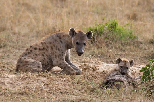 Spotted hyaena (Crocuta crocuta), Masai Mara, Kenya