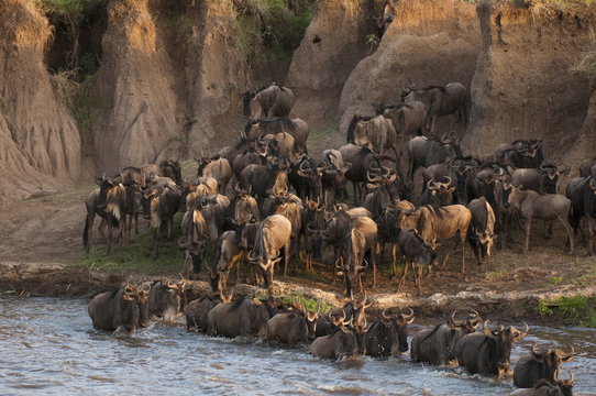 Wildebeest crossing Mara River during annual migration, Masai Mara, Kenya